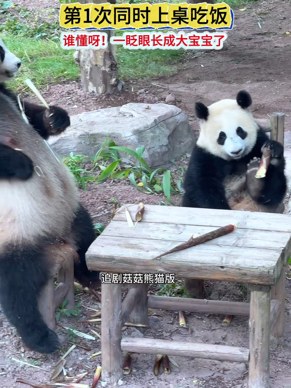 Lần đầu Thor ngồi trên bàn gặm măng với mẹ. Iu nhắmmm. Bé iu của 6 đó 😆  #liangyue #wangshu #luongnguyet #vongthu #panda 