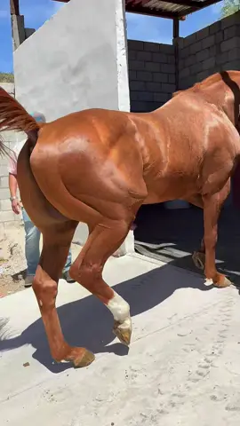 #farrier #farriersoftiktok #horse #asmr #animalwelfare 