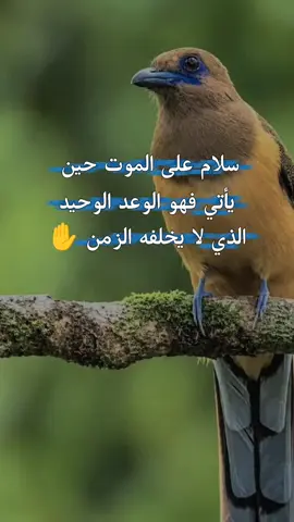 #cap_cut #عبارات #مقولات #اقتباسات #عباراتكم_الفخمه🦋🖤🖇 