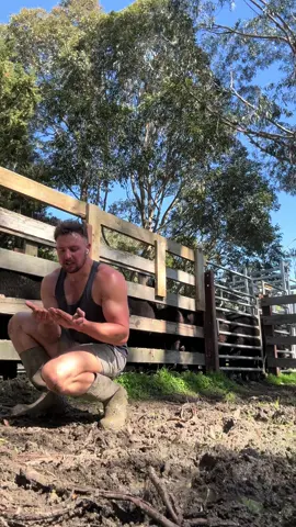 Weaned some of of the calves early this early this year let’s see how they compare to the ones we left on the cows. Also don’t do what I do in the yards #farming #farmer #farm #cattle #australia 