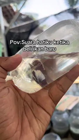 Cung yang samaan😭 #bettafish #dumboearbetta #peternakmuda #pengusahamuda #ikancupang 