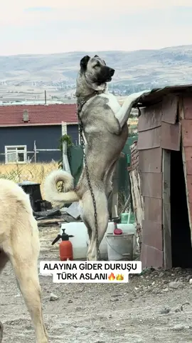 #kangal #reels #videoreels #köpek #reelsfypシ 