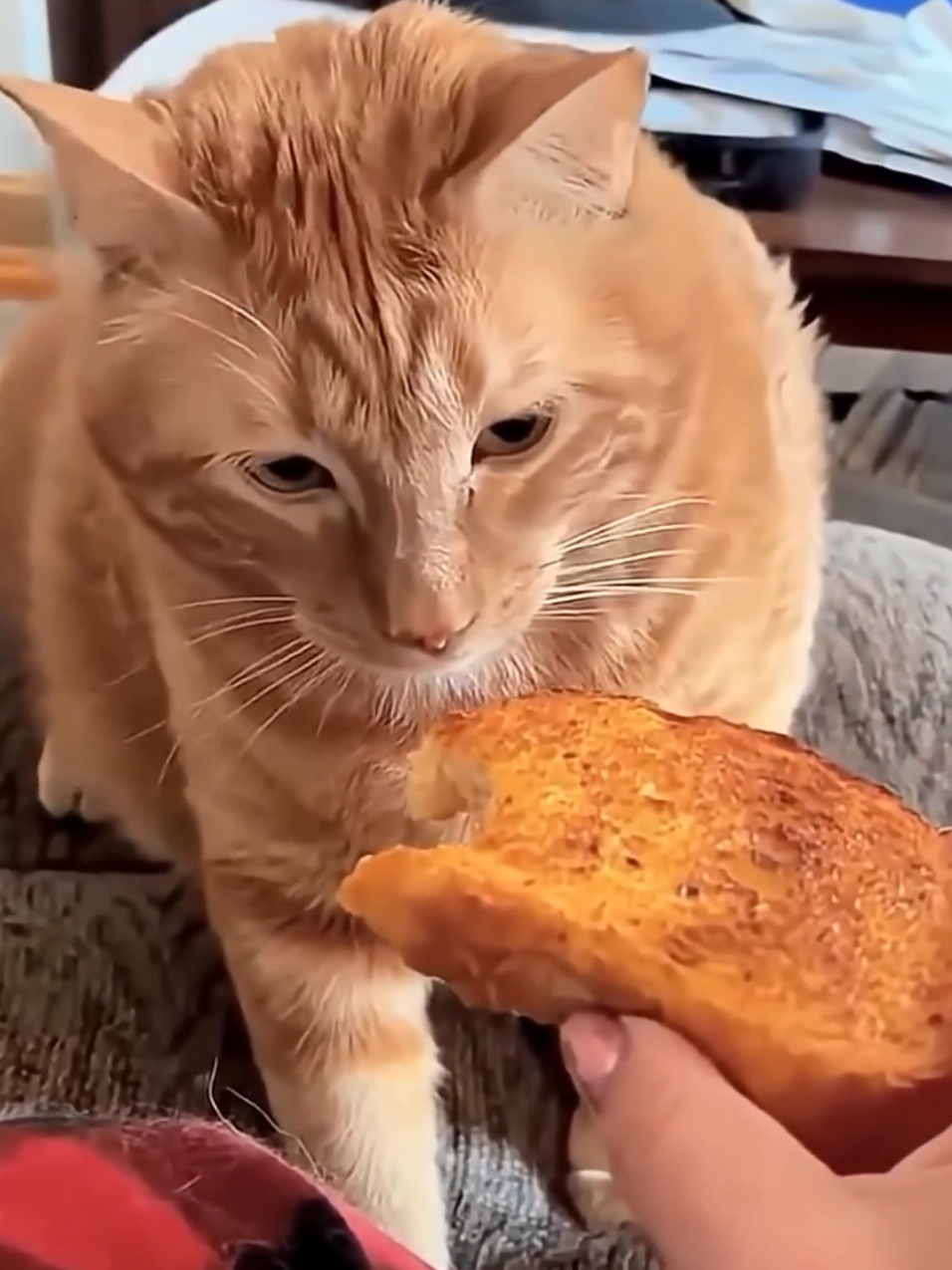 Top 10 most viral and funny moments of cats #cat  #viral  #funnyvideo  #Fannycat  #fanny cat stretches