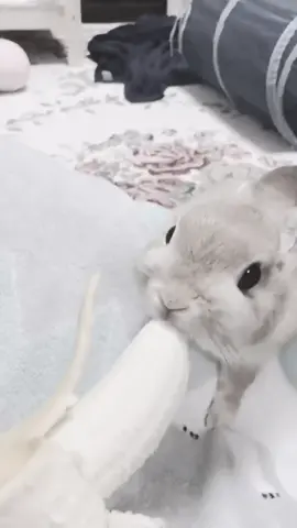 #bunny #cute #bye 