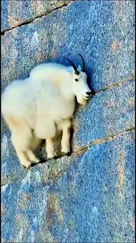 #creatorsearchinsights #اكسبلورexplore #animalsoftiktok #brasil #usa🇺🇸 
