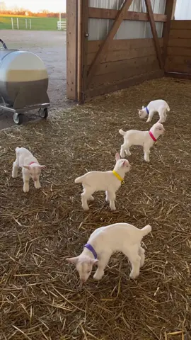 Feeding Time on the Farm 🐐🍼 An adorable and heartwarming sight! Watch as a whole line of cute baby goats eagerly run up to drink milk from the feeding station together. Absolutely wholesome! 👇 #BabyGoats #FarmLife #CuteAnimals #GoatFeeding #AdorableGoats 