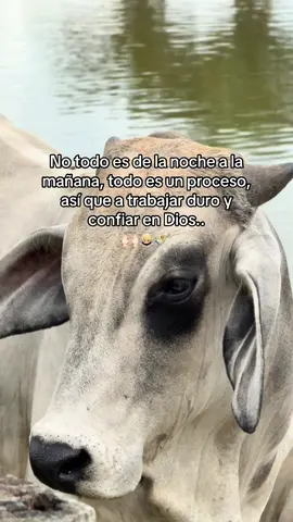 Trabajen duro siempre por sus sueños 🙌🏻💸#parati #ganaderia🐂🐎 #motivation #dios #exitos 