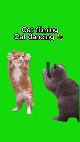 Cat filming cat dancing meme green screen capcut template #catdancing #catmeme #capcut #pioneertemplate #capcutpioneer 