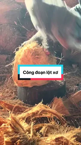 Công đoạn lột xơ #duasaygion #bentre71🌴🥥 #funnyfruit #ocop #lotxodua 