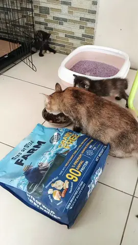 Bite of Wild FARM makanan premium untuk Kucing Kesayangan kamu  #biteofwild #biteofwildfarm #catfood #makanankucing #VoiceEffects 
