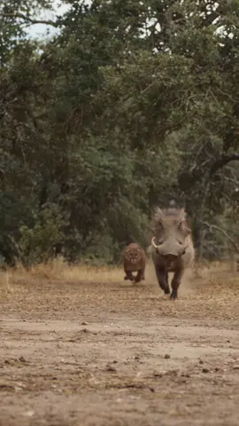Boar Kicks Dust at a Cougar Like It's Nothing 🐗 #boar #cougar #funnyanimals #wildlife #animalpranks
