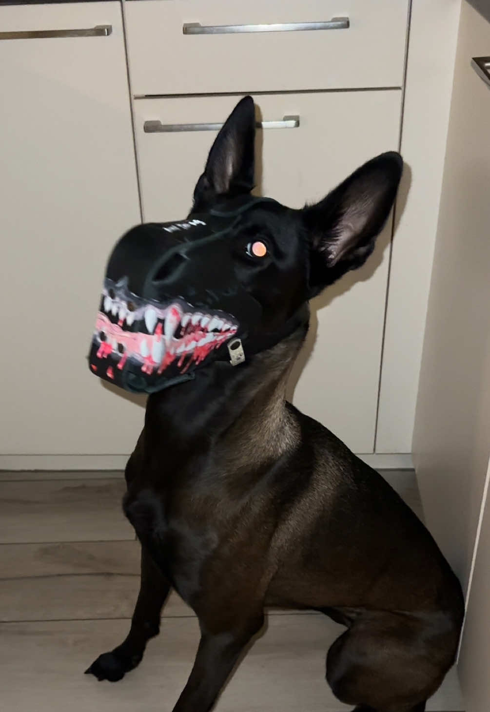 Please come to meet my dragon 🐉 #belgianshepherd #fyp #malinois #scarydog #muzzle 