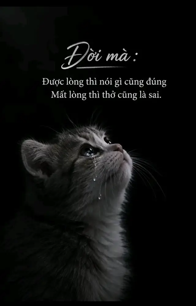 Hình ảnh một chú mèo đen trắng nhìn lên trời, nước mắt chực trào trong mắt... cảm xúc này quen quá mọi người ạ. Mình cũng từng có những lúc như vậy. Ai cũng có tâm trạng riêng, rồi sẽ qua thôi. #thinhhanhxuhuong #tamtrangbuon #muadem #xuhuongtiktok #buồn_tâm_trạng_áp_lực