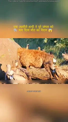 #fyp #growaccount #wildanimals #fyp #growaccount 