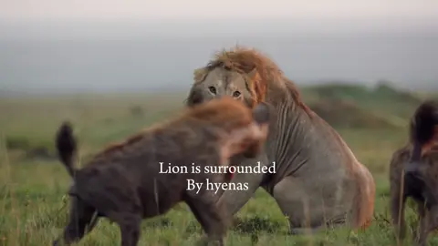 True brotherhood #lion #brothers #xyzcba 