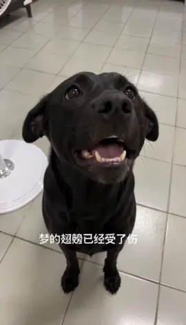 給我們家糬姊嘗試看看😍 也可愛到太深情😂