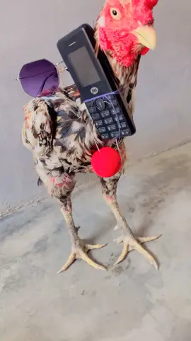 #ayam #chicken #funnychikcen #telephone #fypシ゚viral🖤tiktok 