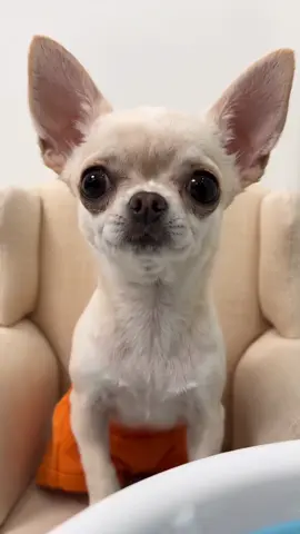 #chihuahua #funny #puppy 