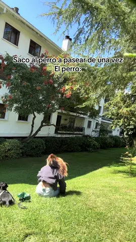 En 2h lo borro #Perro #gracioso #caida #destacame #xyzabc 