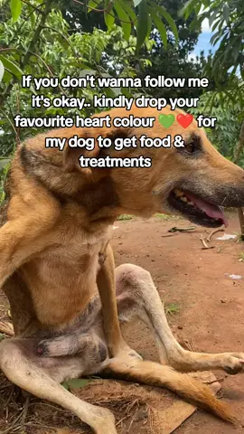 please leave a follow to help my dog get food and treatments 🙏