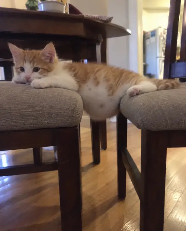 Cat with big belly 