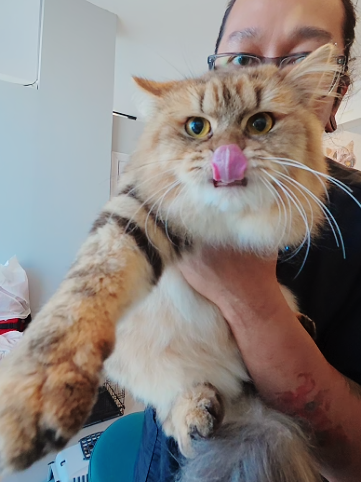Three legged cat. Her left front leg was amputated 😿 This is Jerry, a female DLH cat that was recently adopted by her owner. She is a 3 legged cat, her left front leg was amputated (I wish the owner shared her story). She needed a basic grooming and sanitary shave. Was a nice and sweet cat, a bit wriggly during the bath and blow dry but has 0 spice in her. We are also on Youtube, Instagram, Threads and Facebook!!!  