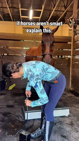 Bro Is Not Just a Horse… He’s a Genius 💀🐴 #fyp #viral #horse #animals #amazing