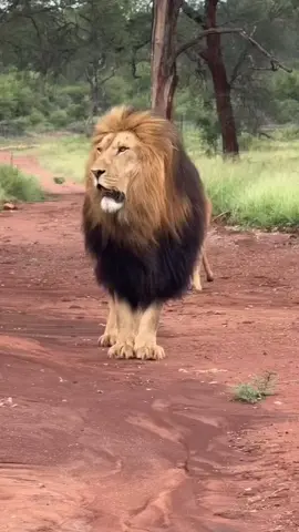 First Roar 🦁🌟 #WildKing #Lions #KingOfTheJungle #WildlifePlanet #BigCats #NatureVibes #AnimalKingdom #ViralAnimals
