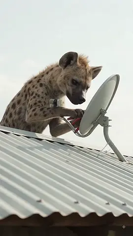 #Ai_ትግርኛ ተማህለሉ ክትመፅእ እያ 😂
