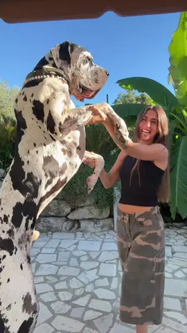 cha cha cha with renny piccolo