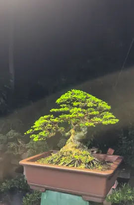 Mai chiếu thuỷ trung nu siêu già #bonsai