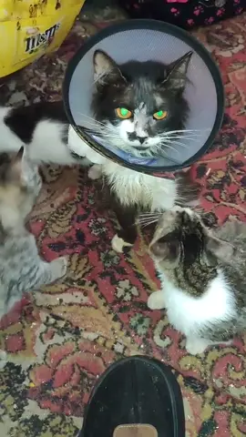 Друзья не проходите мимо нас пожалуйста 😭#viralvideos #котята #cats #кот #животныесмешные 