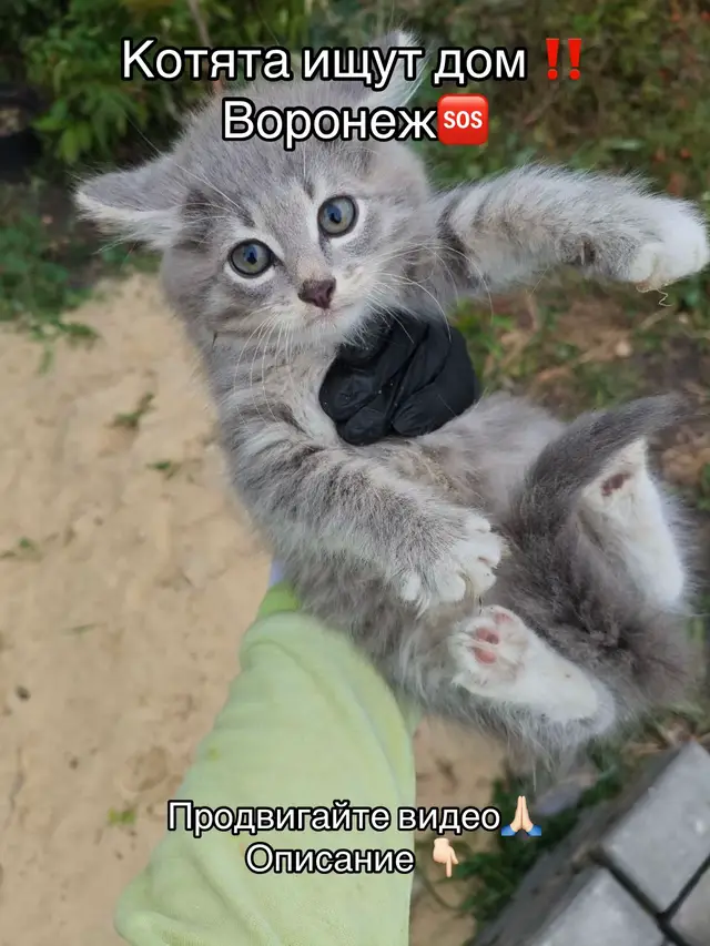 Маленькие котята ищут дом🙏🏻 Их принесла кошка на дачу, но хозяин дачи отказывается их брать. Завтра их должны привести в город и желательно сразу их раздать, тк женщина, которая должна была взять их на передержку, поставила условие, что продержит их только 3 дня. Поэтому срочно надо искать хозяев‼️ Серый мальчик, белая девочка, светло-серая девочка Помогите им🙏🏻🙏🏻🙏🏻 Воронеж #кошка #котики #кот #помощьживотным #воронеж 