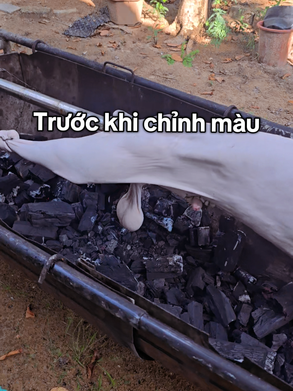 lên màu cái hết lúc lắc lun #dequay #goxacu #NongTraiDe #greenfarm 