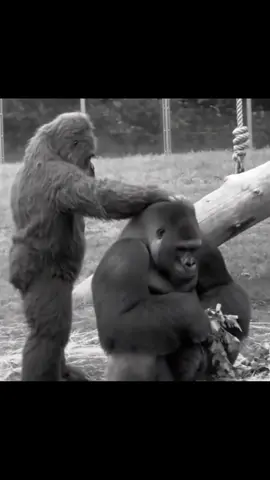 Why girls live longer than boys 💀 #comedy #gorilla #men #fyp #viral 