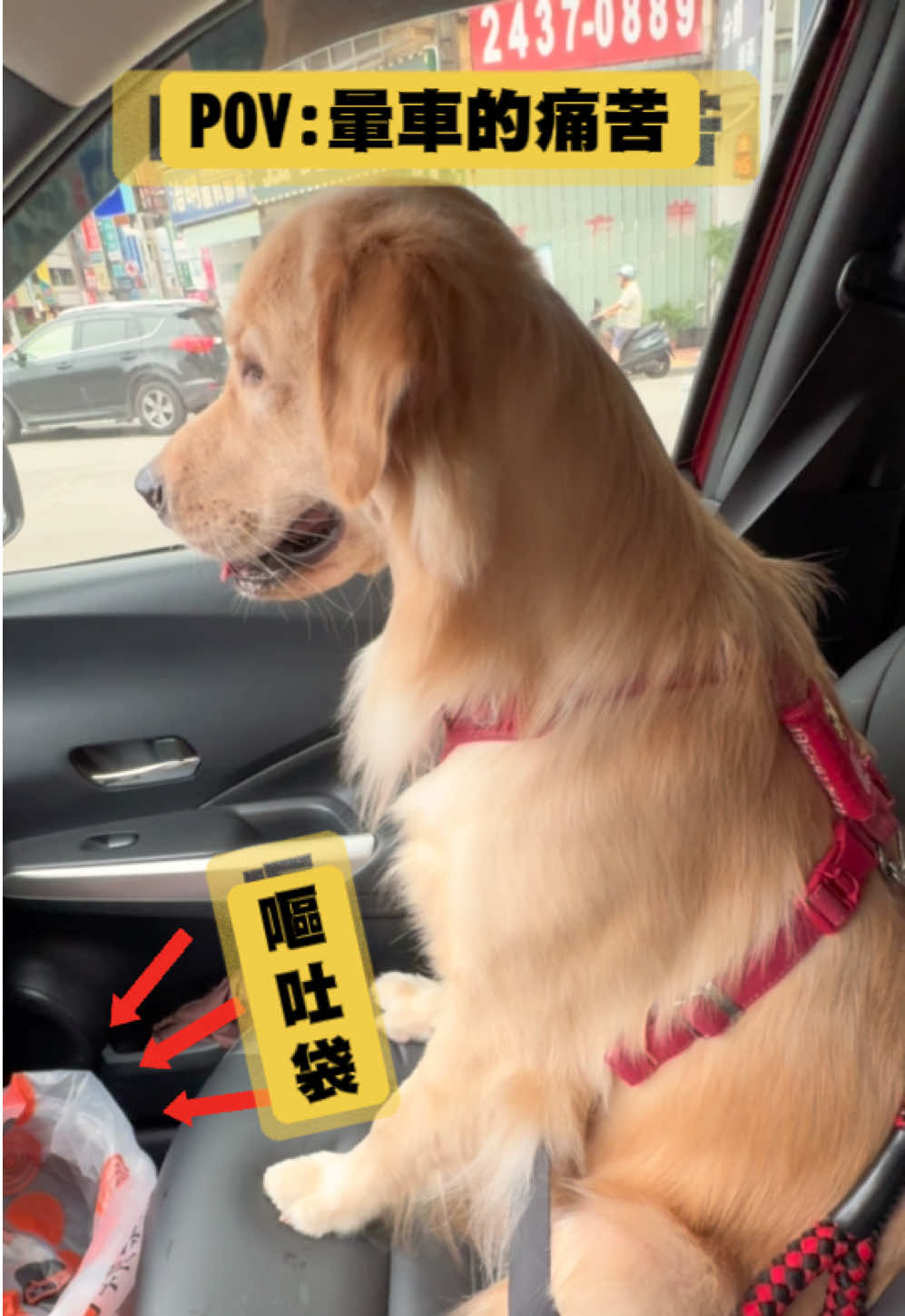 我家的通通 從小就會暈車 所以坐車嘔吐袋一定要準備好 雖然長大情況好一點點🤏 但還是會吐 看他都會努力矜住 回家都虛脫無力秒睡😓 真的很心疼他！ #黃金獵犬洪通通  #養狗日常  #毛小孩  #黃金獵犬  #狗狗 