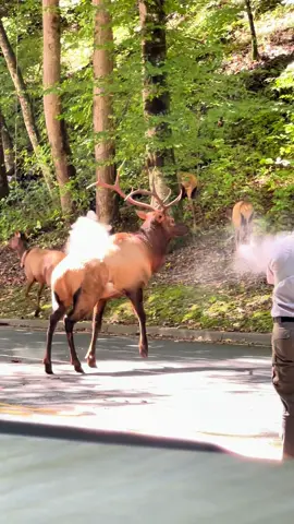 Some majestic elk crossing the road! I didn’t think the shots were nessessary since he was already crossing anyways but idk 🤷‍♂️ #elk #wildlife #northcarolina #paintball #naturevibes 