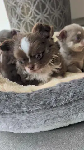 My beautiful chihuahua babies 😍❤️😍❤️😍❤️ Inquisitive little pickles ❤️  love love love them !!!! ❤️❤️❤️❤️❤️❤️❤️#fyp #dogs #Love #chihuahua #puppies 