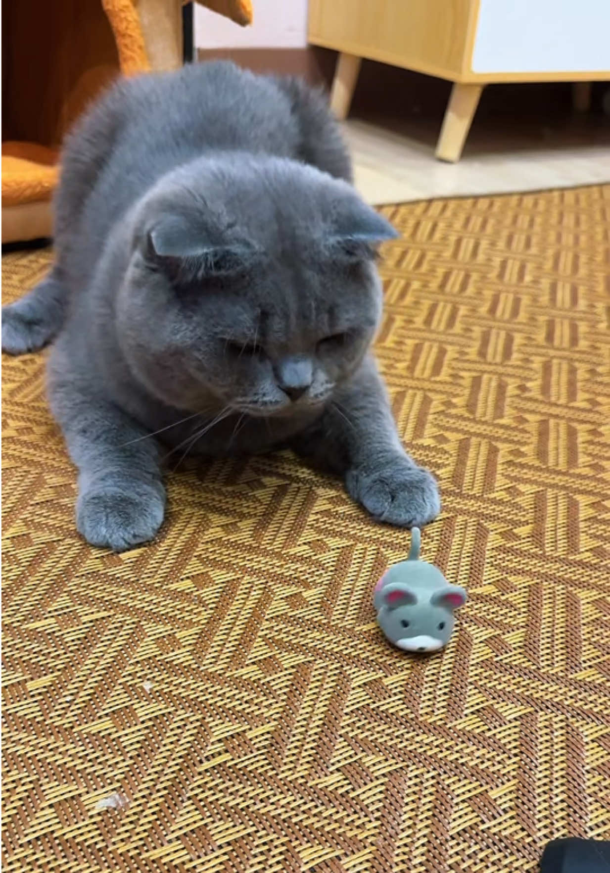 ของเล่นอะไร วิ่งหนีแมวเองได้! 🐭💨😂 น้องไม่ต้องนั่งเล่นอยู่เฉย ๆ แล้วค่ะ เพราะเจ้าหนูนี่วิ่งอัตโนมัติ แถมหลบสิ่งกีดขวางเองได้อีก 🐱 กระตุ้นสัญชาตญาณนักล่า ให้น้องได้วิ่ง ได้ไล่ ได้ออกกำลัง 🥰 ใครมีแมวพลังเยอะ ชอบวิ่งไล่ของ ต้องมีติดบ้านไว้เลย! #ของเล่นแมว #ของเล่นแมวอัตโนมัติ #หนูวิ่งแมว #ของเล่นสัตว์เลี้ยง #ทาสแมว   