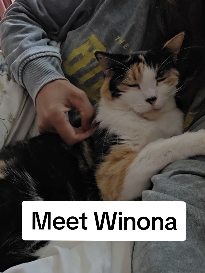 Meet Winona, our calico queen #Winona #calico #calicocat #catcuddles #catlife 