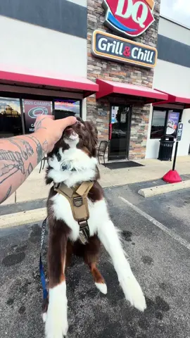 Day 76! Thanks to our frands @Dairy Queen store 41137 in Sanford for da delicious pup cup!! 10/10 boops!🦘🍦🐕 #PetsOfTikTok #funnypets #icecream #dog #happy 