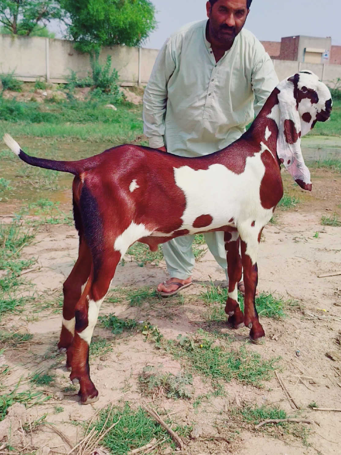 top blood line betal bkra#goatfarming #foryou #Asimgoatfarm #foryoupage❤️❤️ #fyp 