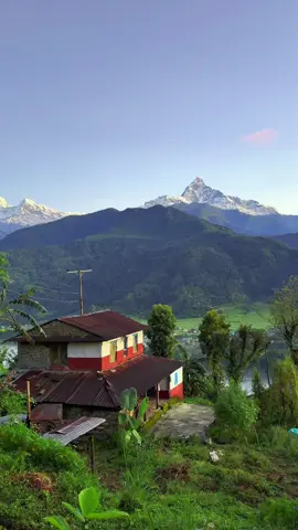 Where home meets the Himalayas — peaceful days under the majestic Machhapuchhre. 🏡🏔️✨ #Machhapuchhre #MountainView #HimalayanVibes #NatureLover #fyppppppppppppppppppppppp