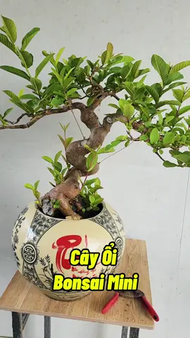 Cây Ổi Găng Bonsai #cayoigang #cayoibonsai #cayoi #bonsai #caycanh 
