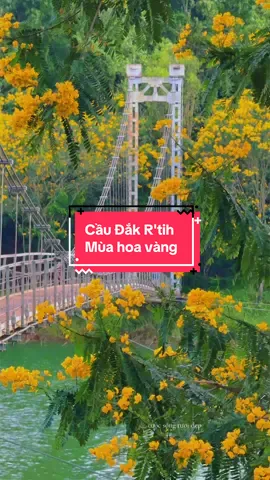 Mùa hoa vàng cầu Đắk R'tih #cautreodakrtih #daknong #dulichdaknong #caudakrtih #vaira 