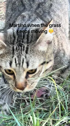 #wobblycat #cat #fyp #disabledcat #catlover 