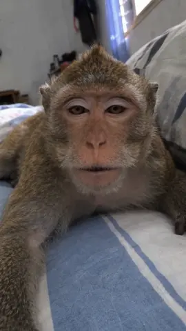 Engap engapan kalo gak pegang duitmah#videoai #komediai #monyetlucu #monyet 