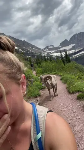period!!! #glaciernationalpark #wildlife #bighornsheep #Hiking #lol 