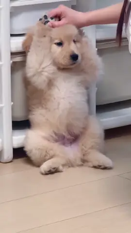 No Thoughts, Just Golden Retriever Energy 😂 #goldenretriever #puppy #funnydogs #dogsoftiktok #cutedogs   🐶