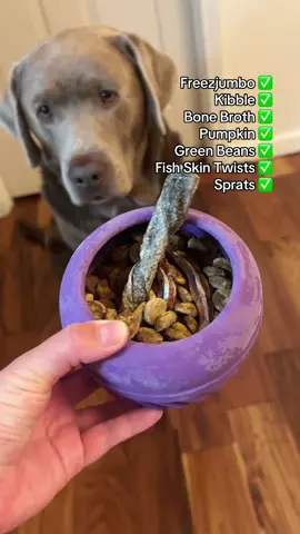 POV: you turn dinner into enrichment and your dog thinks he hit the jackpot. 😂🩶 Kibble + all his favorites packed into his @Freezbone Freezjumbo = one VERY happy Hank. 🐟🎃🐾 #dogsoftiktok #labrador #freezbone #labradorretriever #dogs 